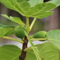 Vijg Als Solitair (Ficus Carica) -Aanbiedingen Bloem Land Winkel vijg 1 1