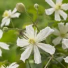 Bosrank (Clematis 'Paul Farges') -Aanbiedingen Bloem Land Winkel visi104254 1