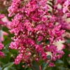 Lagerstroemia Als Halfstam (Lagerstroemia Indica 'Berry Dazzle') -Aanbiedingen Bloem Land Winkel visi186296