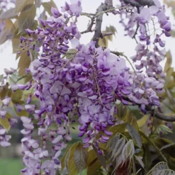 Japanse Blauwe Regen (Wisteria Floribunda 'Macrobotrys') -Aanbiedingen Bloem Land Winkel visi27503