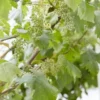 Muskaatdruif (Vitis Vinifera ‘Moscato Bianco’) -Aanbiedingen Bloem Land Winkel vitis 1