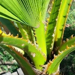 Washingtonia (Washingtonia Robusta) 16 Washingtonia (Washingtonia Robusta) -Aanbiedingen Bloem Land Winkel washingtoniarobusta04