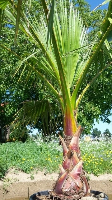 Washingtonia (Washingtonia Robusta) 4 Washingtonia (Washingtonia Robusta) - Afbeelding 2