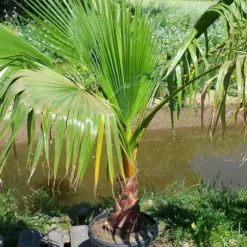 Washingtonia (Washingtonia Robusta) 19 Washingtonia (Washingtonia Robusta) -Aanbiedingen Bloem Land Winkel washingtoniarobusta10