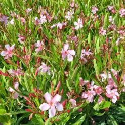 Roze Oleander (Nerium Oleander) -Aanbiedingen Bloem Land Winkel whatsapp image 2022 06 09 at 10.59.18 am