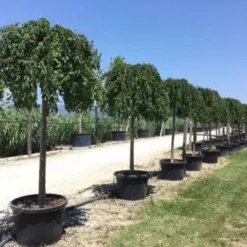 Japanse Treursierkers (Prunus 'White Fountain') -Aanbiedingen Bloem Land Winkel white fountaine 1