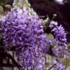 Blauwe Regen (Wisteria Sinensis) -Aanbiedingen Bloem Land Winkel wisinens 2