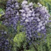 Japanse Blauwe Regen (Wisteria Floribunda 'Macrobotrys') -Aanbiedingen Bloem Land Winkel wisteria macrobotrysv01b