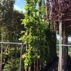 Blauwe Regen (Wisteria Sinensis 'Prolific') 17 Blauwe Regen (Wisteria Sinensis 'Prolific') -Aanbiedingen Bloem Land Winkel wisteria 300 400