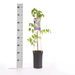 Blauwe Regen, Roze (Wisteria Floribunda 'Rosea') -Aanbiedingen Bloem Land Winkel wisteria floribunda rosea