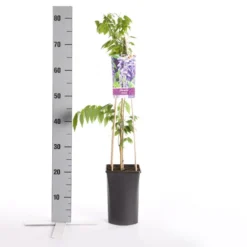 Blauwe Regen (Wisteria Sinensis) -Aanbiedingen Bloem Land Winkel wisteria sinensis