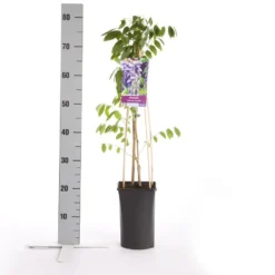 Blauwe Regen (Wisteria Sinensis 'Prolific') 15 Blauwe Regen (Wisteria Sinensis 'Prolific') -Aanbiedingen Bloem Land Winkel wisteria sinensis prolific