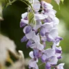 Blauweregen (Wisteria Sinensis 'Caroline') -Aanbiedingen Bloem Land Winkel wisteriacaroline02