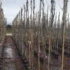 Blauweregen (Wisteria Floribunda 'Geisha') -Aanbiedingen Bloem Land Winkel wisteriageisha