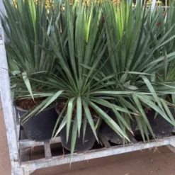 Palmlelie (Yucca Gloriosa) -Aanbiedingen Bloem Land Winkel yucca 1