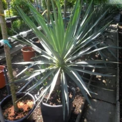 Palmlelie (Yucca Gloriosa) -Aanbiedingen Bloem Land Winkel yucca gloriosa 100 125 c50 1