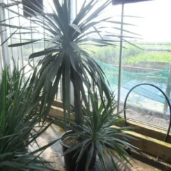 Palmlelie (Yucca Gloriosa) -Aanbiedingen Bloem Land Winkel yucca gloriosa 100stam c50