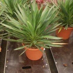 Palmlelie (Yucca Gloriosa) -Aanbiedingen Bloem Land Winkel yucca gloriosa 2