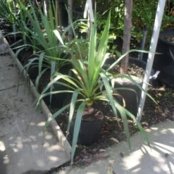 Palmlelie (Yucca Gloriosa) -Aanbiedingen Bloem Land Winkel yucca gloriosa c7 10