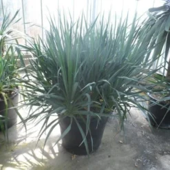 Palmlelie (Yucca Gloriosa) -Aanbiedingen Bloem Land Winkel yucca gloriosa struikvorm c110