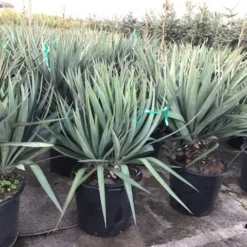 Palmlelie (Yucca Gloriosa) -Aanbiedingen Bloem Land Winkel yuccagloriosac30
