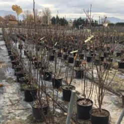 Beverboom (Magnolia Denudata) -Aanbiedingen Bloem Land Winkel yulan100cm