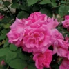 Klimroos (Rosa 'Zepherine Drouhin') -Aanbiedingen Bloem Land Winkel zephirinedrouhin lr