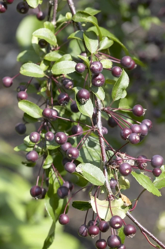 Aanbiedingen Bloem Land Winkel 37 Aanbiedingen Bloem Land Winkel -Aanbiedingen Bloem Land Winkel 1