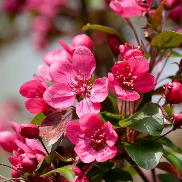 Aanbiedingen Bloem Land Winkel -Aanbiedingen Bloem Land Winkel AAA